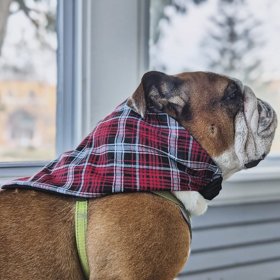 Winter Red Plaid Holiday Pet Bandana