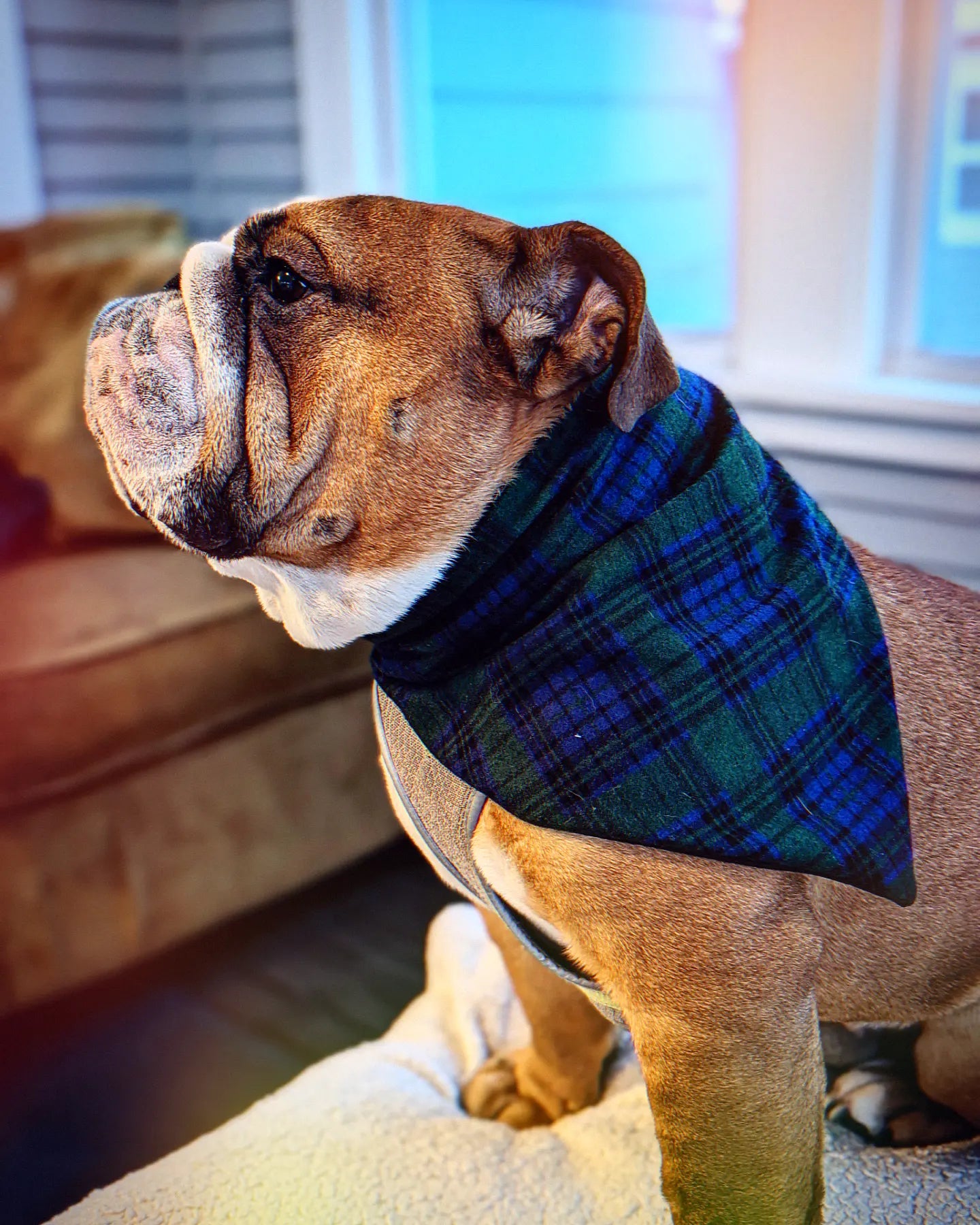 Winter Green Flannel Plaid Pet Bandana