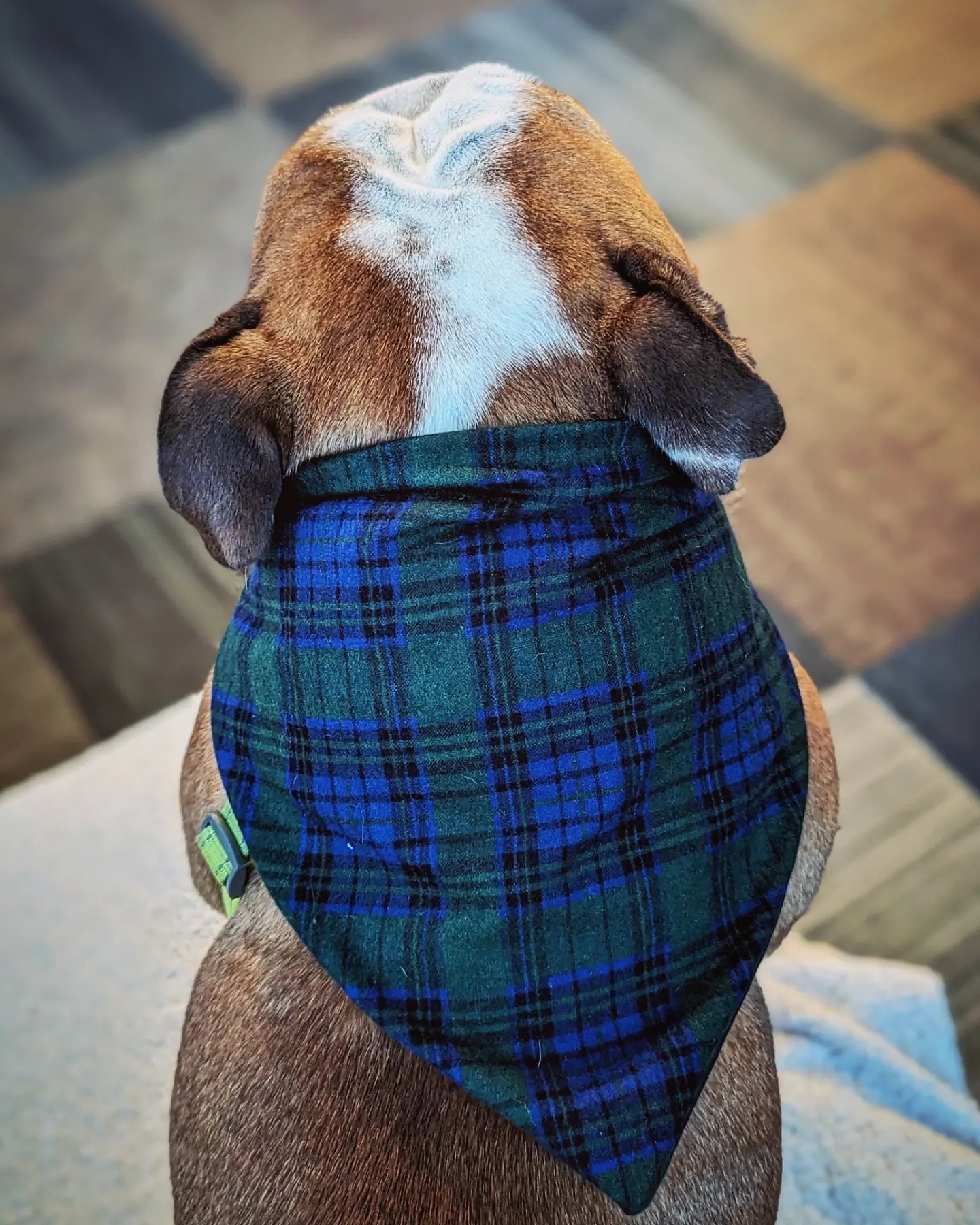 Winter Green Flannel Plaid Pet Bandana