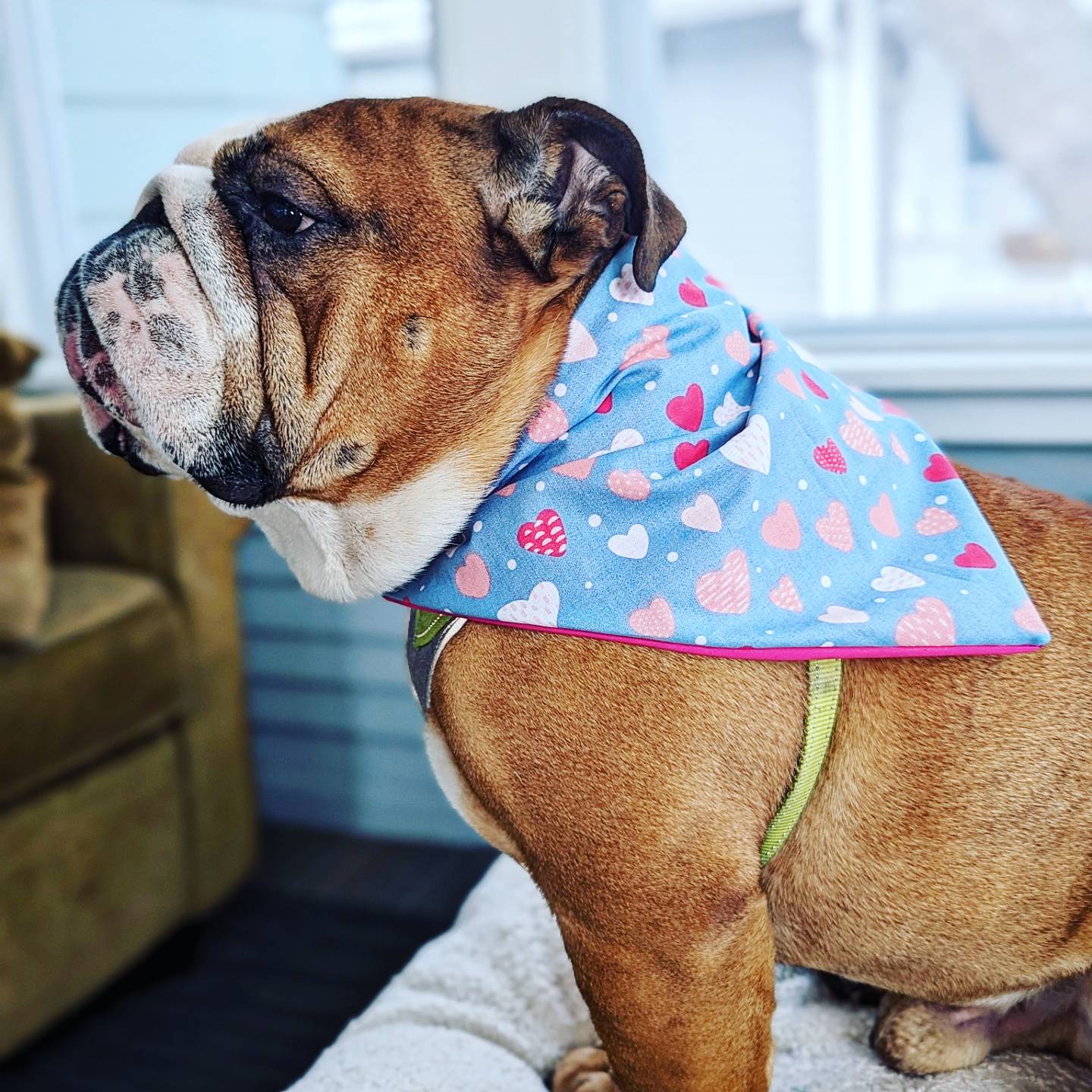 Blue & Pink Heart Pet Bandana