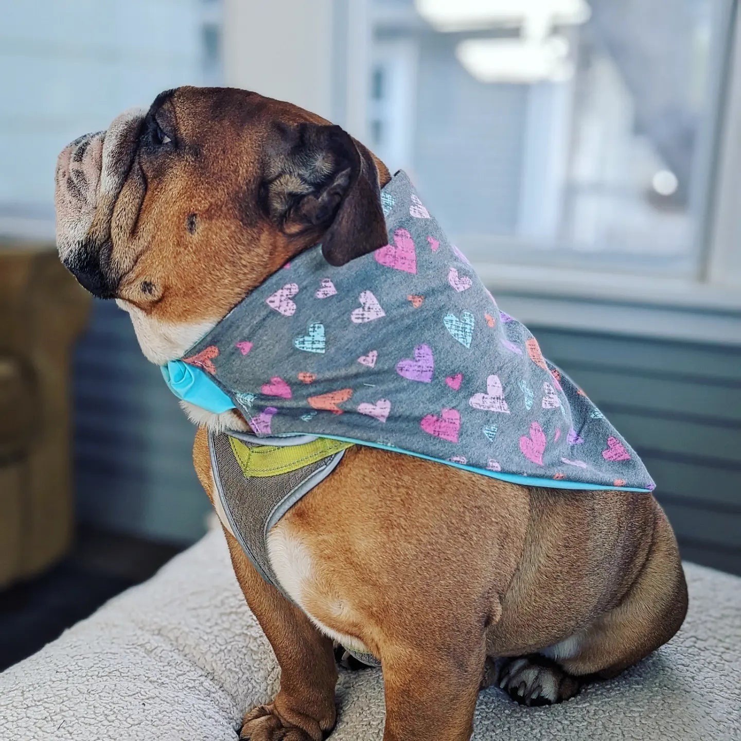 Gray Flannel Colorful Heart Pet Bandana