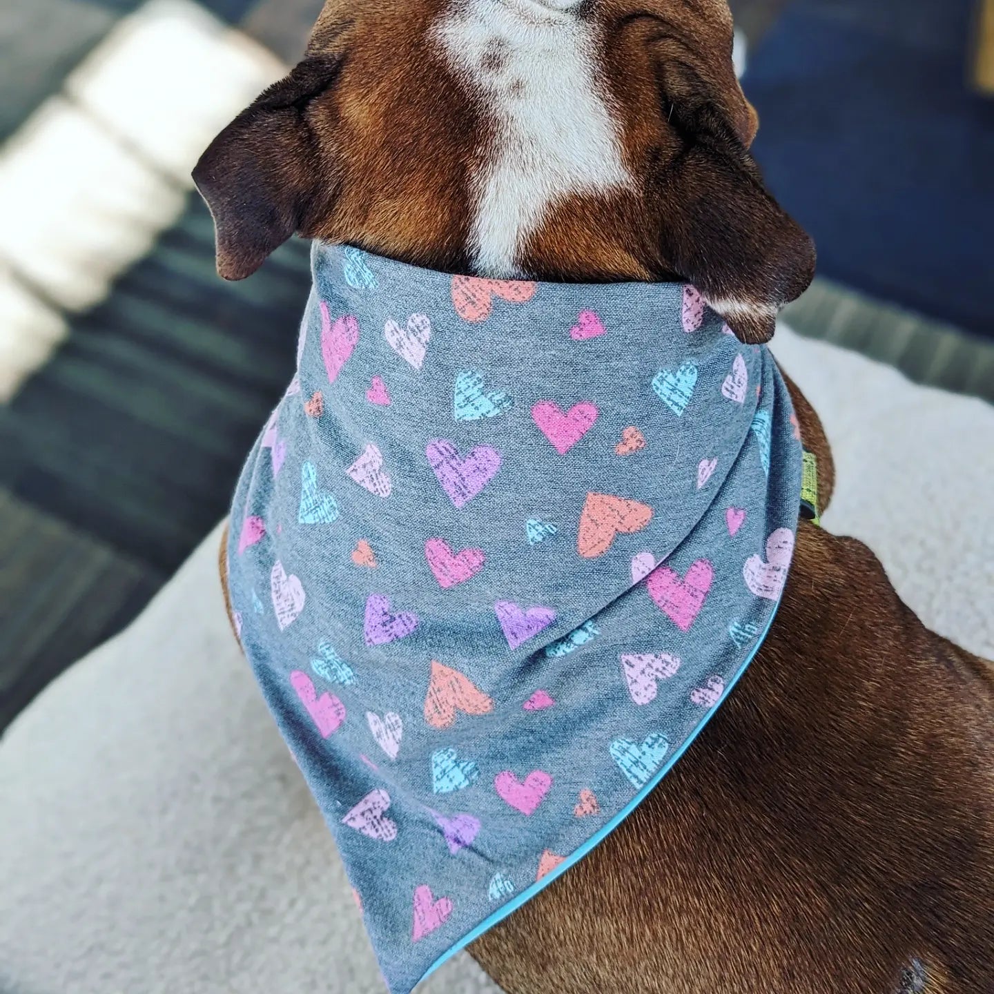 Gray Flannel Colorful Heart Pet Bandana