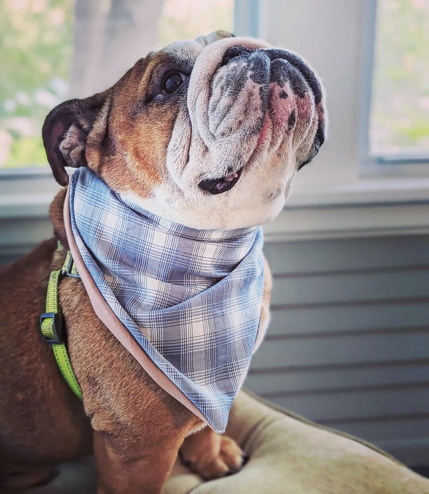 Blue sales plaid bandana