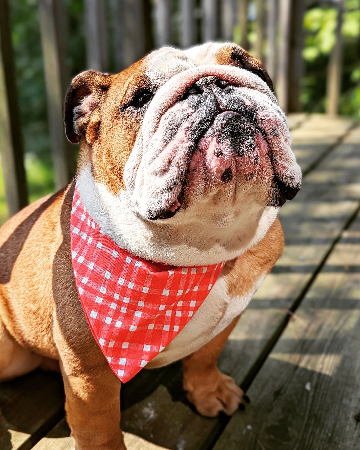 Red & White Holiday Pet Bandana