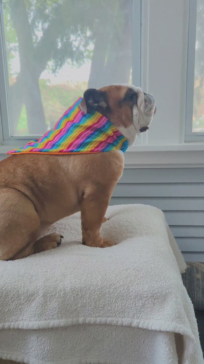 Rainbow PRIDE Pet Bandana