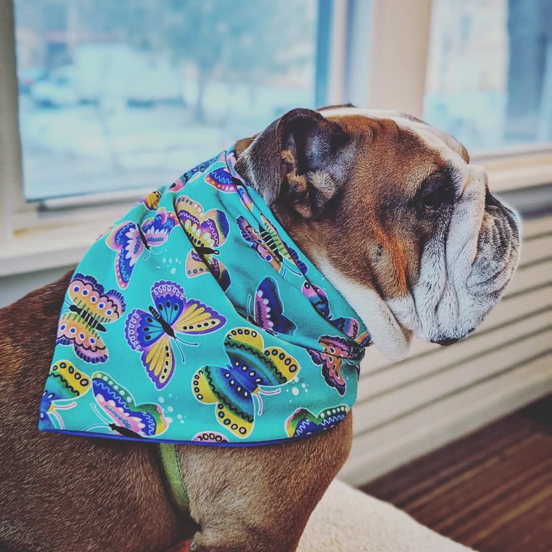 Glow In The Dark Butterfly Pet Bandana