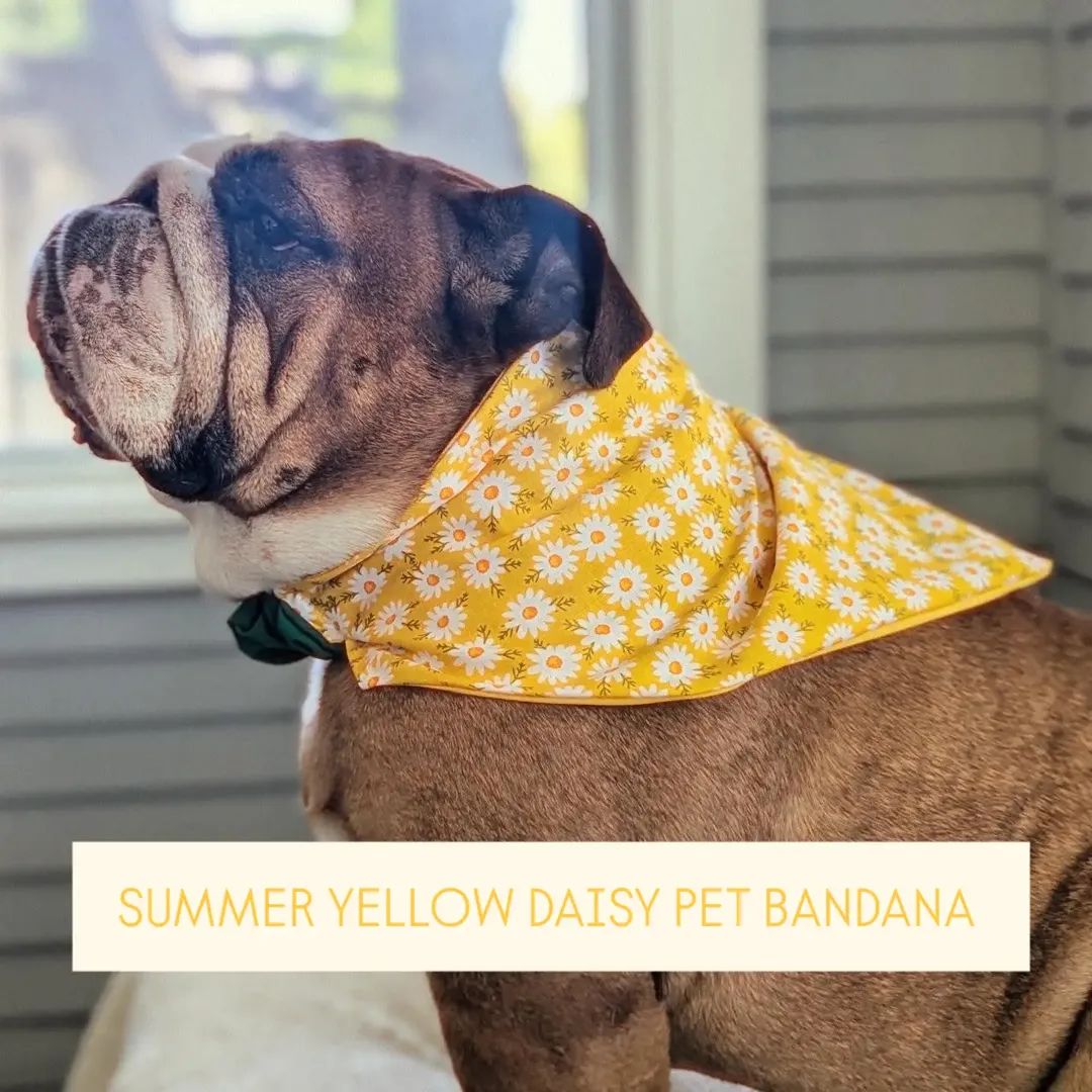 Summer Yellow Daisy Pet Bandana